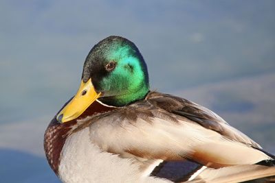 Close-up of a bird