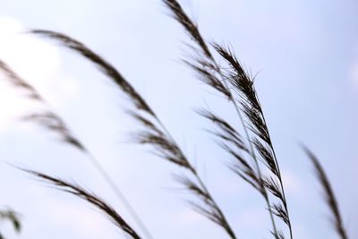 Close-up of wheat against clear sky