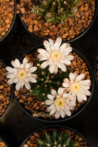 High angle view of white flowering plants in pot