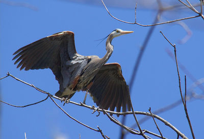 Low angle view of bird against clear blue sky