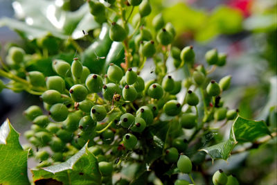 Close-up of fruits growing on plant
