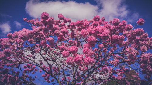 Low angle view of pink flowers against cloudy sky