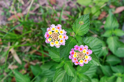 High angle view of flowers blooming in park