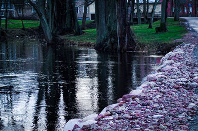 Scenic view of lake in forest