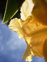 Close-up of flower against sky