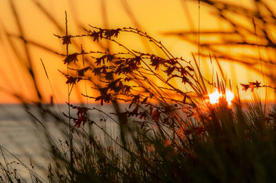 Close-up of stalks in field against orange sky