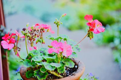 Close-up of pink flowering plant