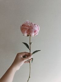 Close-up of hand holding pink rose flower