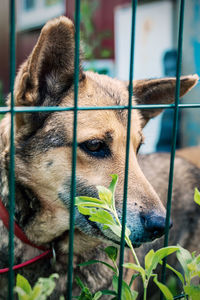 Close-up of dog