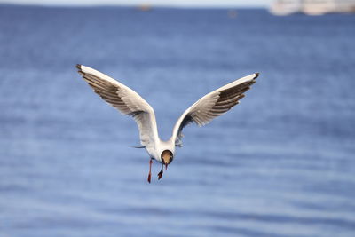 Seagulls flying over sea