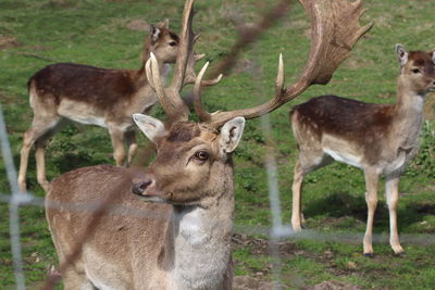 Deer standing in a field