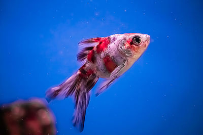 Close-up of fish swimming in sea