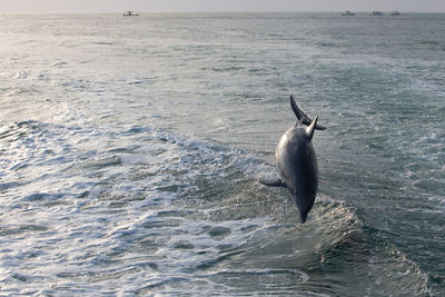 Full length of a sea