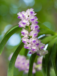 Close-up of purple flowering plant