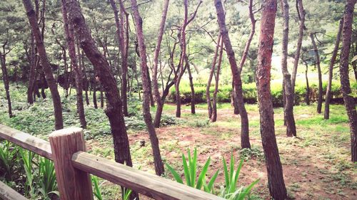 Trees on grassy field