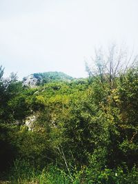 Plants growing on land against sky