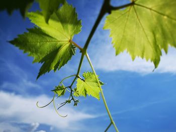 Low angle view of maple leaves against sky