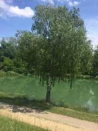 Trees by lake in forest against sky