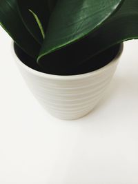 Close-up of leaf over white background