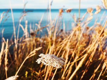 Close-up of plant on land