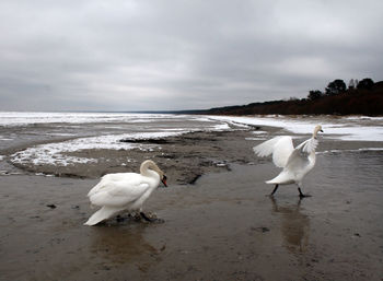 Swan chasing another swan on winter beach