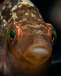 Close-up of fish swimming in sea