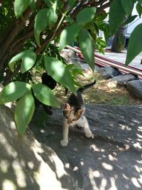 View of a bird on a tree
