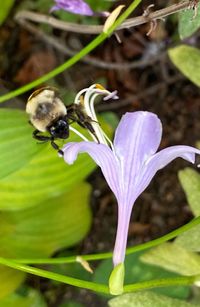 Close-up of bee pollinating on purple flower
