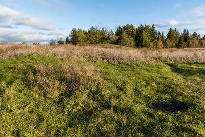 Scenic view of field against sky