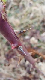 Close-up of lizard