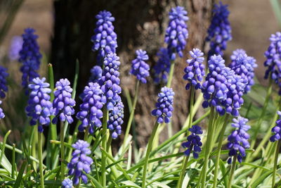 Close-up of purple flowers blooming outdoors