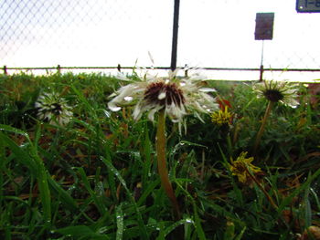 Close-up of flowers blooming on field