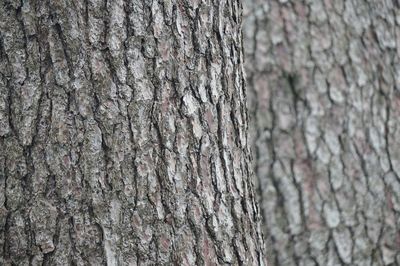 Close-up of tree trunk