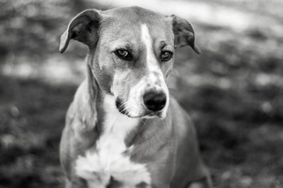 Close-up portrait of dog