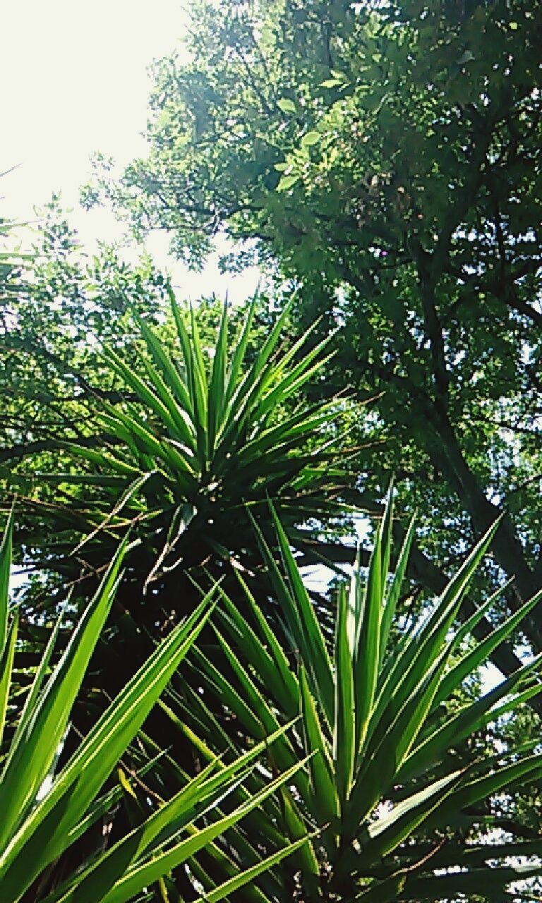 growth, green color, low angle view, tree, nature, leaf, beauty in nature, tranquility, plant, branch, green, close-up, outdoors, clear sky, lush foliage, day, no people, growing, freshness, sky