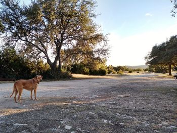 View of dog standing on road