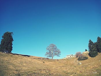 Trees on field against clear blue sky