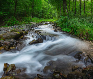 Beautiful mountain river flows in a green grove