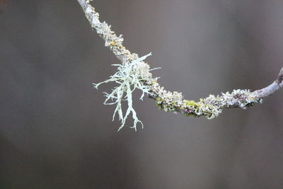 Close-up of snow on plant