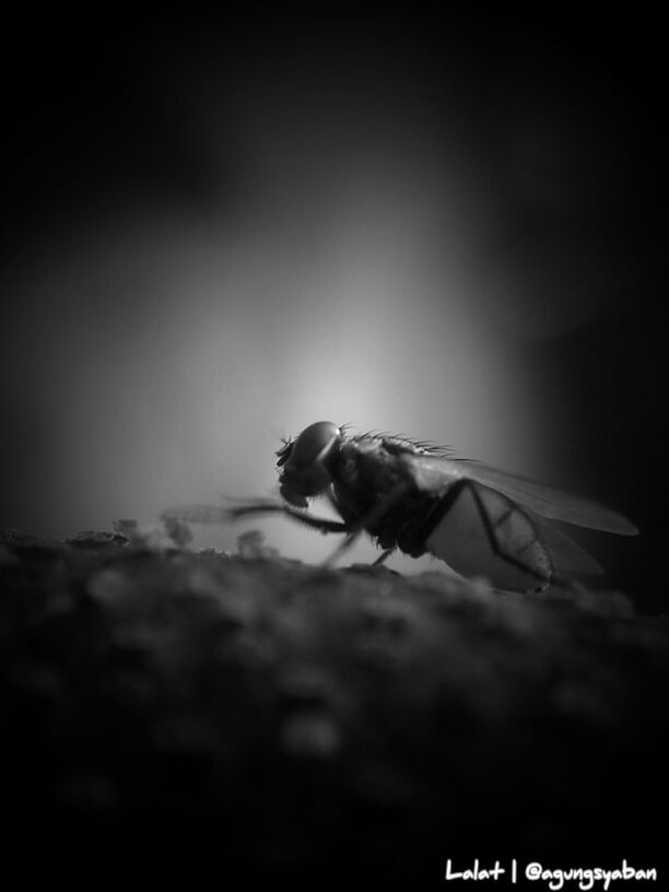 selective focus, copy space, animal themes, focus on foreground, one animal, vignette, close-up, animals in the wild, wildlife, no people, outdoors, day, nature, wall - building feature, built structure, bird, sunlight, auto post production filter, architecture, dry