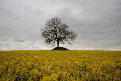 Scenic view of oilseed rape field against sky