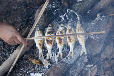 Cropped image of hand preparing fish on campfire