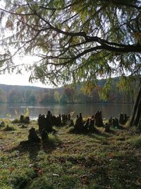 Scenic view of lake in forest against sky