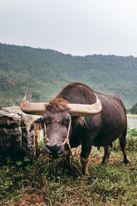 Wild asian buffalo with big horn. domestic animals in vietnam