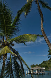 Low angle view of palm trees against sky