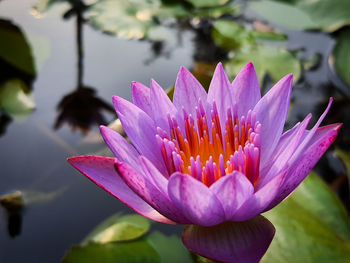 Close-up of lotus water lotus in pond