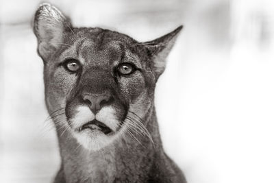 Close-up portrait of a cat