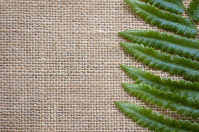 High angle view of succulent plant against white background