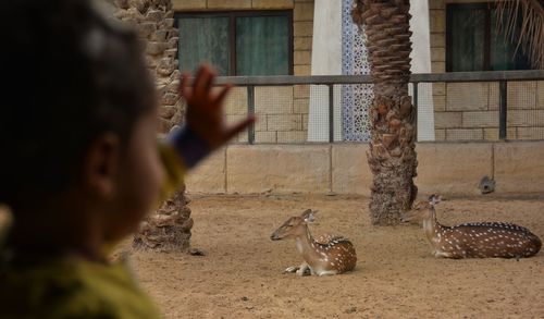 Boy touching with deer seen through glass window in zoo