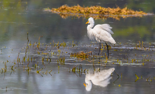 White bird in lake